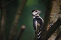 Woodpecker